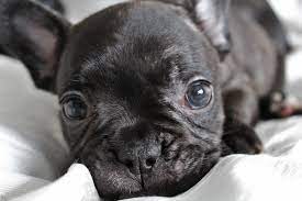 Also how many litters will a french bulldog have during their lifetime? French Bulldog Puppies Everything You Need To Know The Dog People By Rover Com