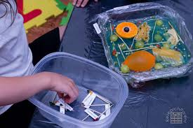 Albany, ny > household items. Plant Cell Model Researchparent Com