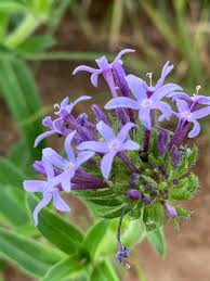 Image result for Pentanisia