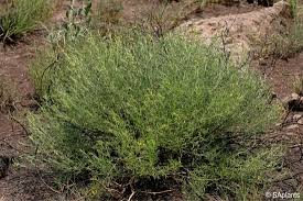 Image result for Melolobium