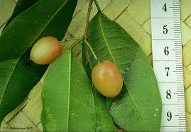 Image result for Trilepisium madagascariense