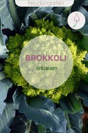 Brokkoli Anbauen In 2020 Pflanzen Garten Und Outdoor Garten Pflanzen
