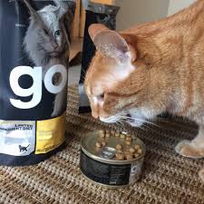 Gluten Free Cat Food Favorites Celiac And The Beast