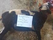 Hasil gambar untuk aqiqah di Cukanggalih,Curug,Kabupaten Tangerang