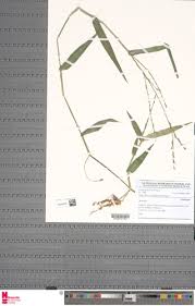 Image result for Acroceras amplectens