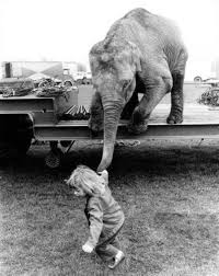 One Morning I Shot An Elephant In My Pajamas How He Got In My Pajamas I Don T Know Quanto Amor Animals Cute Animals Elephant