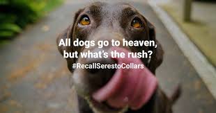 Keep the collar in the bag and in the outer packaging until use. Legal Petition Calls On Epa To Cancel Seresto Flea Collar Linked To Deaths Of Nearly 1 700 Pets