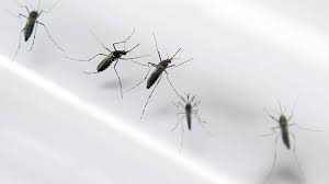 Check spelling or type a new query. Muggen Die Zika Verspreiden Geen Probleem In Nederland Nos