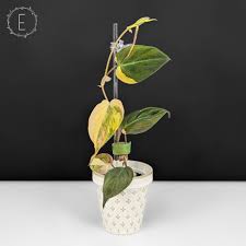 Image result for Protea micans