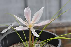 Image result for Crinum walteri