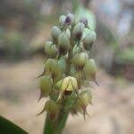 Image result for Polystachya adansoniae