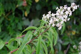 Wenn sie ihre spülmaschine leeren und sich über den unangenehmen essig und zitronen gehören zu den klassischen hausmitteln gegen bakterien, schmutz und ablagerungen in. Zitronenverbene Krauterei Bioland Gartnerei