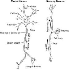 So nervous tissue, comprised of neurons and neuroglia, forms our. The Nervous System Is The Control Center For Your Body It Interprets The Things Your Body S Nervous System Anatomy Nervous System Human Anatomy And Physiology
