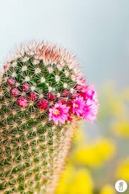Hacer florecer un cactus puede parecer a veces misión imposible. Floracion De Cactus Suculentas Mi Mercadito Macetas Deco Cactus Suculentas