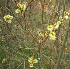 Image result for Goat Willow