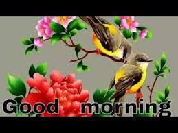 27 Good Morning Whatsapp Status Video Youtube We have special collection over 100 good morning wish videos just for you. 27 good morning whatsapp status video