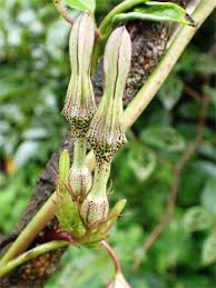 Image result for Ceropegia incana