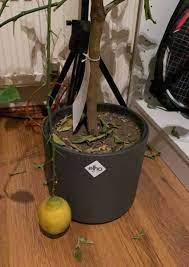 Oct 19, 2018 · why isn't your olive tree producing any fruit? Lemon Tree Losing Leaves How To Save It Gardener Report