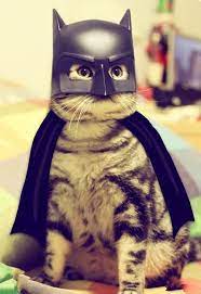 super dog to the rescue cute pinterest katzen tiere katzen miauen