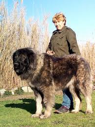 We don't take any deposit's before puppies born. Meet The Central Asian Shepherd Dog Modern Molosser