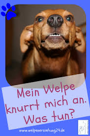 Lebenswoche von seiner mutter zu trennen. Mein Welpe Knurrt Mich An