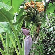 All starter size plants may be delivered in either a 4 square pot or 6 round 1 gallon nursery pot. Bananas Wellspring Gardens Buy Tropical Edible Plants Online