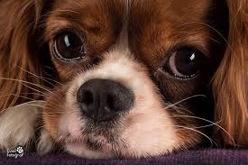 Maria Drahosova Adli Kullanicinin Cavalier King Charles Panosundaki Pin