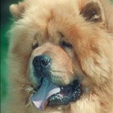 Both create a thick woolly layer, as it gets closer to the skin. Puppyfind Chow Chow Puppies For Sale