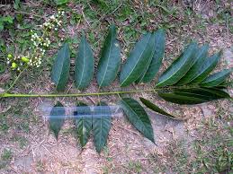 Image result for Toona ciliata