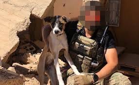 Soldier Needs Help Getting Dog Back From Ny Airport Before She S Returned To The Middle East Sweet Buffalo