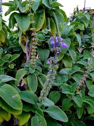 Image result for Plectranthus alboviolaceus
