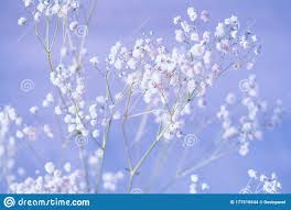 Small White Flowers On A Blue Background Gypsophila Flowers Baby Breath Flowers Stock Photo Image Of Branch Decoration 177510544