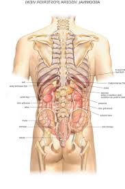 By alan mcconchie :) and beth schechter :d. Pin Auf Human Anatomy Organs