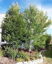 Prunus Caroliniana Common Names Includes Cherry Laurel And Wild Mock Orange As The Species Name Indicat Carolina Cherry Laurel Laurel Tree Charleston Gardens