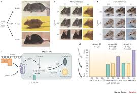 Whether you are looking for essay, coursework, research, or term paper help, or with any other assignments, it is no problem for us. Epistasis The Essential Role Of Gene Interactions In The Structure And Evolution Of Genetic Systems Nature Reviews Genetics