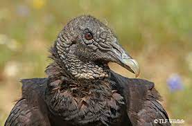 Aug 07, 2017 · the turkey vulture is a common sight along roads in texas. Much Maligned Vultures Shine At Soaring And Sanitation Tpw Magazine March 2017