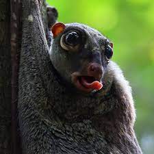 Sunda Colugos Flying Lemurs Can Glide Over 300 Ft Through The Air Using A Skin Membrane Called A Patagium Unusual Animals Animals Beautiful Weird Animals
