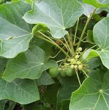 Image result for Jatropha curcas