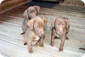 Do weimaraner lab mixes make good family pets? St Louis Mo Weimaraner Meet Weim Lab Puppies A Pet For Adoption