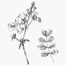 Green floral frame illustration, floral design watercolor. Hand Drawn Plants Collection Transparent Png Premium Image By Rawpixel Com Te Plant Collection How To Draw Hands Hand Drawn Flowers