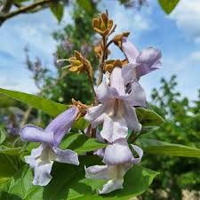 Image result for Paulownia