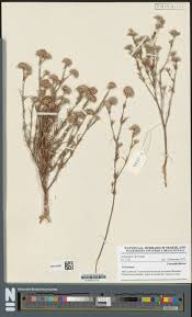 Image result for Leptochloa coerulescens