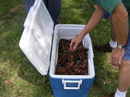 Keep them in the sack until you're ready to cook. How To Keep Crawfish Alive Fast And Easy Steps Outdoor Choose