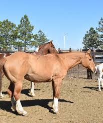 Pedigree Line: Sugar Bars