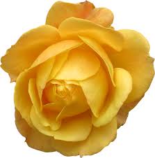 635rose dhu rd.,, savannah, ga 31419 map · phone number. Bc Wholesale Florist And More Savannah Ga 502 E 37th St Florists Flower Delivery