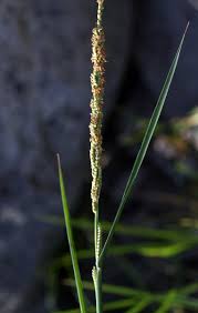 Image result for Paspalidium