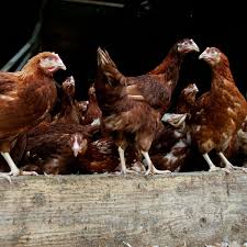 Most of them don't infect humans. Case Of Bird Flu Confirmed At Poultry Farm In Co Monaghan Irish Mirror Online