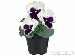 Ha riscontrato un grandissimo successo dalla vendita di parkside lidl , mobili lidl, friggitrici ad aria, idropulitrice, silvercrest lidl e altri prodotti brandizzati lidl, facendo leva sull'esclusività e il difficile reperimento sugli scaffali dei. Fiori Lidl Volantinolidl It Le Ultime Offerte Lidl