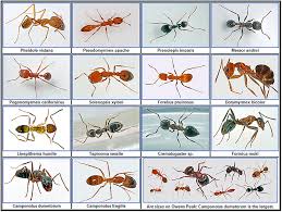 34 Punctilious Ant Species Chart