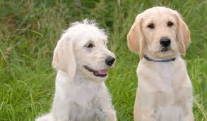 New year puppies looking for a loving family. Labradoodle Breed Information